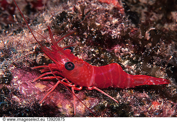 Red Night Shrimp