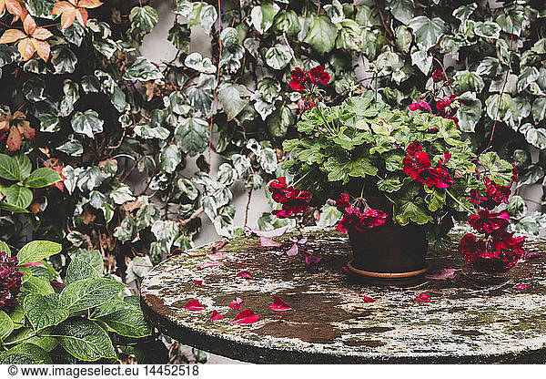 Red Pelargonium on vintage table in back garden.