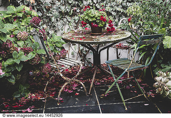 Red Pelargonium on vintage table in back garden  two rusty folding chairs and Hydrangea in plant pot.