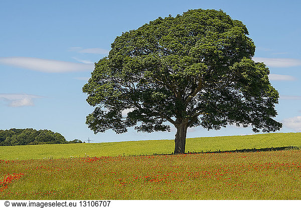 Red poppies in a field with a large tree and blue sky  near Corbridge; Northumberland  England