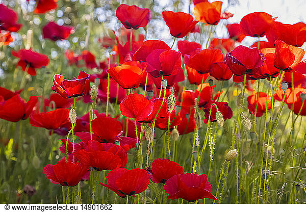 Red poppies in bloom; Spain