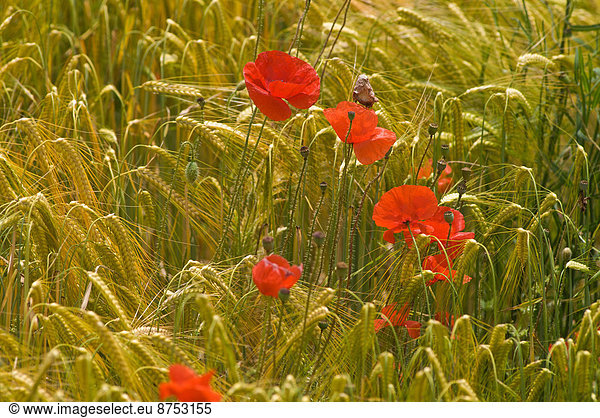 Red poppy flowers in wheat field