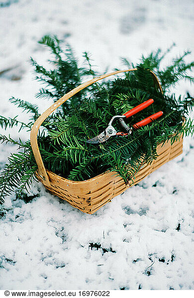 Red pruner shears in a basket of cut evergreens in winter for holidays