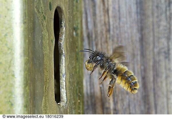 Red red mason bee (Osmia bicornis)  an adult female in flight arriving at her nest with a mud ball in a door lock. Powys  Wales  United Kingdom  Europe