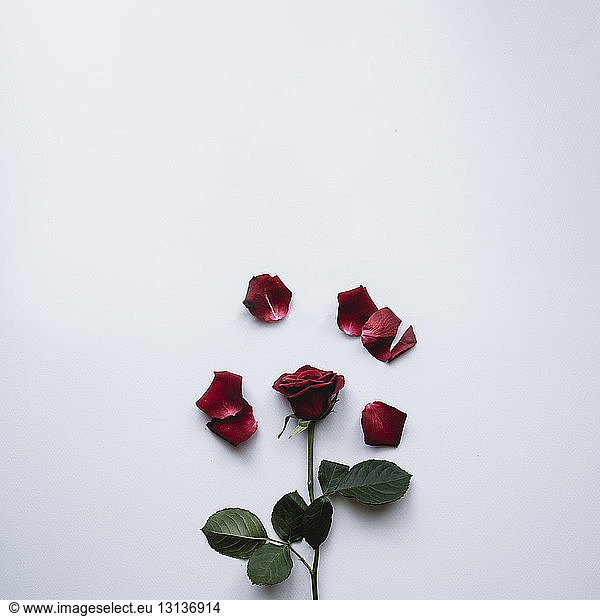 Red rose and petals against white background