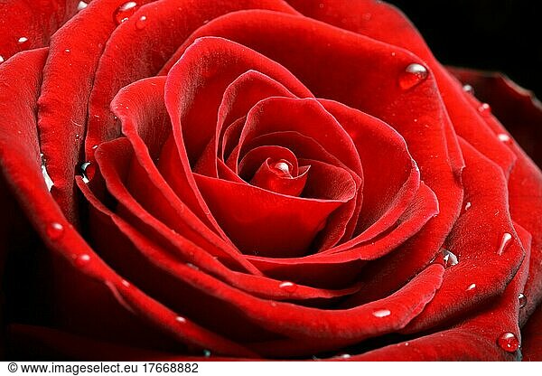 Red rose close up shot