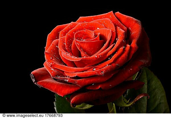 Red rose with water drops before black background