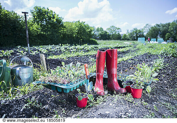 Red rubber boot and saplings in field  Bavaria  Germany
