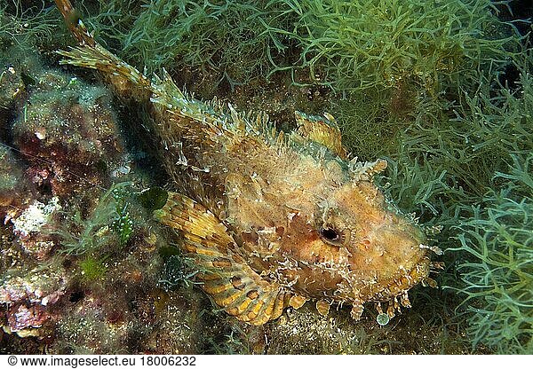 Red scorpionfish (Scorpaena scrofa)  Meersau  Elba  Tuscany  Europe  Mediterranean Sea  Italy  Europe