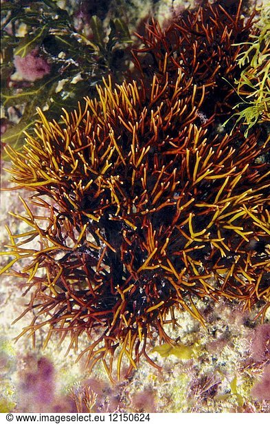 Red seaweed. Pestle Weed (Gigartina pistillata). Eastern Atlantic. Galicia. Spain. Europe.