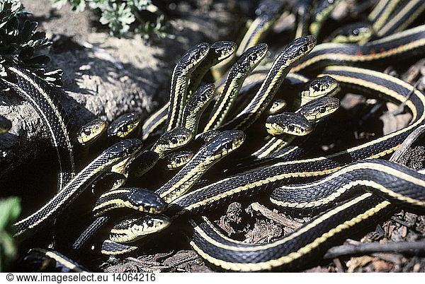 Red Sided Garter Snakes Red Sided Garter Snakescolubridaegarter Snake