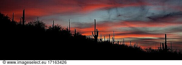 Red sky at sunset with silhouetted saguaro cacti in Saguaro National Park.