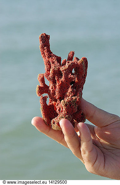 Red Sponge in Hand
