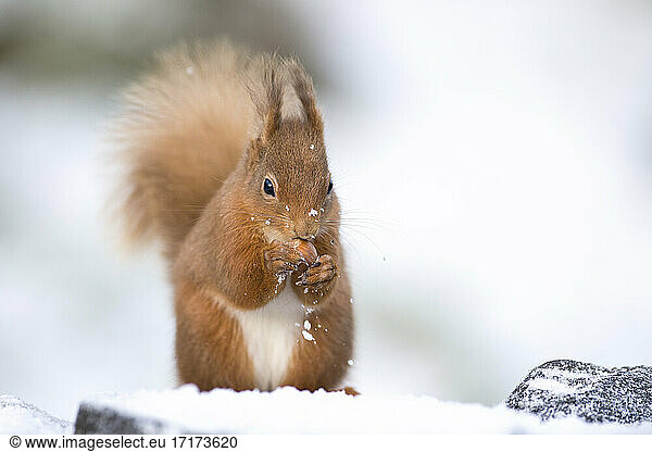 Red squirrel eating hazelnut while sitting on snow  Scotland