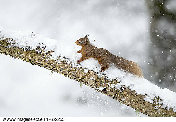 Red squirrel (Sciurus vulgaris) climbing snow-covered branch