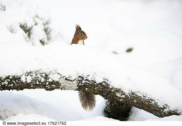 Red squirrel (Sciurus vulgaris) peeking from behind snow-covered branch