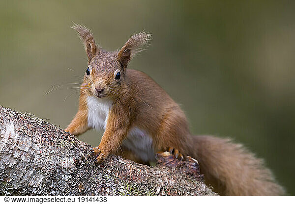 Red squirrel sitting on tree branch