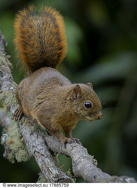 Red-tailed squirrel (Sciurus granatensis)  Cerro Punta  Chiriqu?  Panama