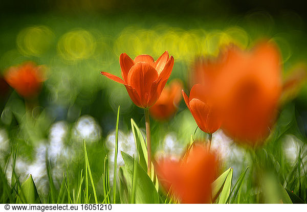 Red tulips blooming in meadow