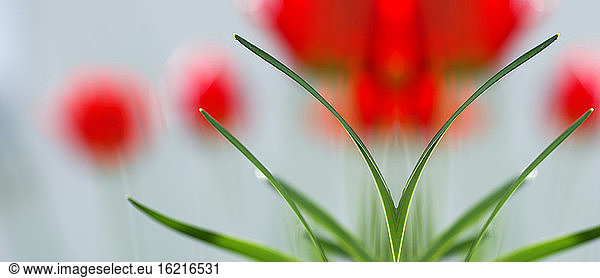 Red tulips  Close-up