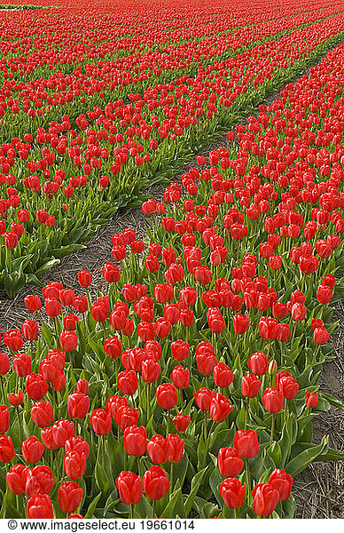 Red tulips growing in Holland  Netherlands.