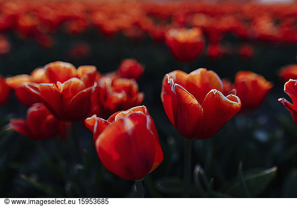 Red tulips on a field