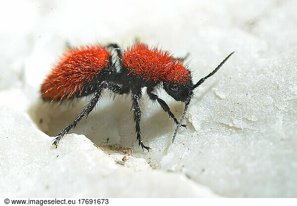 Red velvet ant on rock - Arizona USA