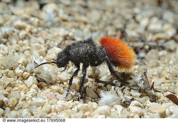 Red velvet ant on sand - Arizona USA