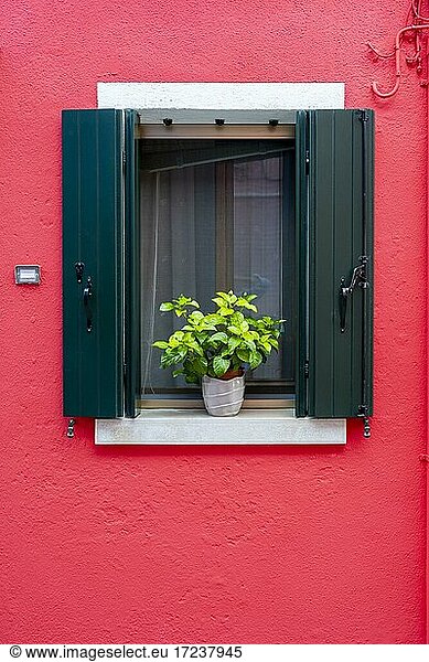 Red wall with window and flower decoration  colorful house wall  colorful facade  Burano Island  Venice  Veneto  Italy  Europe