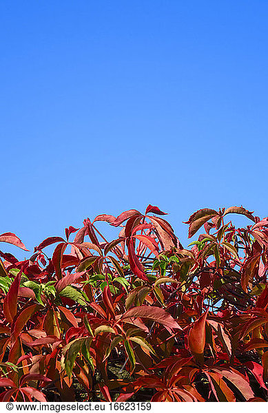 Red wild vine leaf against clear sky