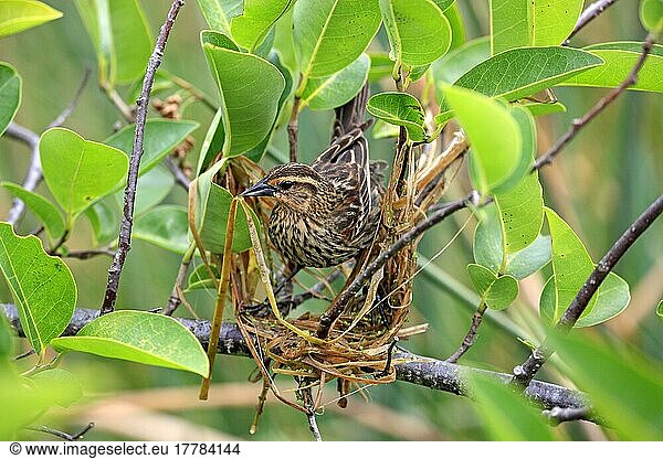 Red-winged blackbird (Agelaius phoeniceus)  adult female building a nest  Wakodahatchee Wetlands  Delray Beach  red-winged blackbird  North America  USA  North America