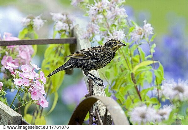 Red-winged Blackbird (Agelaius phoeniceus) adult female  perched on old plough (U.) S. A