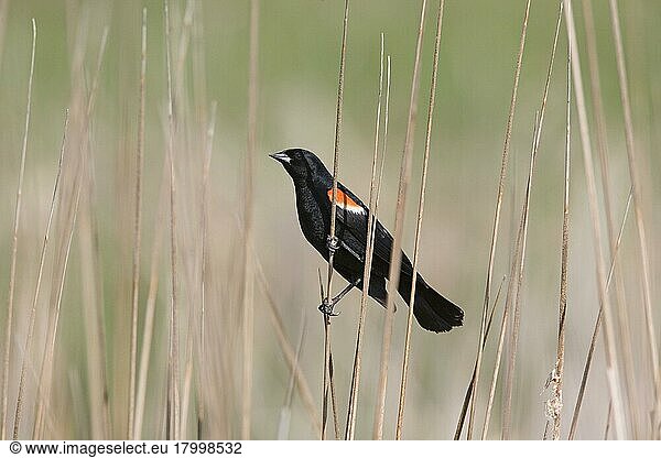 Red-winged Blackbird (Agelaius phoeniceus) adult male  perched on stem  North Dakota (U.) S. A
