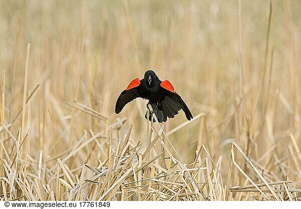 Red-winged Blackbird (Agelaius phoeniceus) adult male  singing  in courtship display  North Dakota (U.) S. A