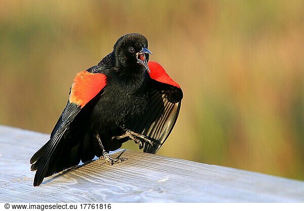 Red-winged Blackbird (Agelaius phoeniceus)  Red-winged Blackbird  Songbirds  Animals  Birds  Red-winged Blackbird adult male  calling and displaying  utricularia ochroleuca (U.) (U.) S. A