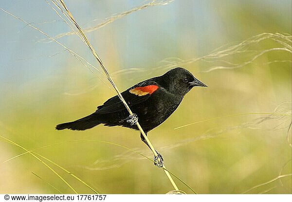 Red-winged Blackbird (Agelaius phoeniceus)  Red-winged Blackbird  Songbirds  Animals  Birds  Red-winged Blackbird adult male  perched on graß stem  utricularia ochroleuca (U.) (U.) S. A