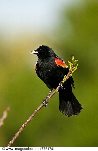 Red-winged Blackbird (Agelaius phoeniceus)  Red-winged Blackbird  Songbirds  Animals  Birds  Red-winged Blackbird adult male  perched on twig  utricularia ochroleuca (U.) (U.) S. A