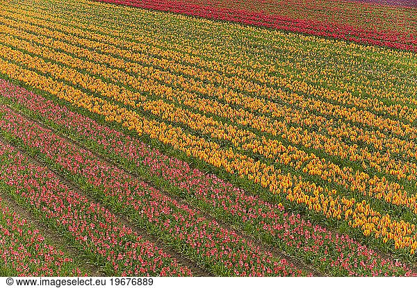 Red  yellow and pink tulips growing in rows in Holland  Netherlands.