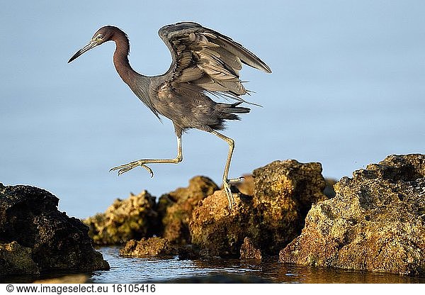 Reddish Egret (Egretta rufescens) jumping from one rock to another Yucatan Peninsula Mexico