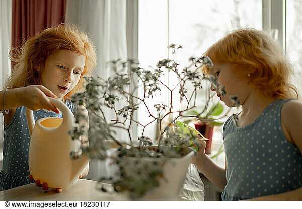 Redhead girl with sister watering plant at home