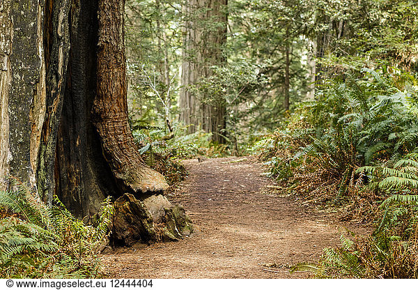 Redwood-Bäume und Farne entlang eines Weges  Lady Bird Johnson Grove  Redwood National and State Parks  Orick  Kalifornien  Vereinigte Staaten von Amerika