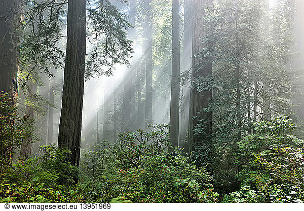 Redwood forest with sunbeams