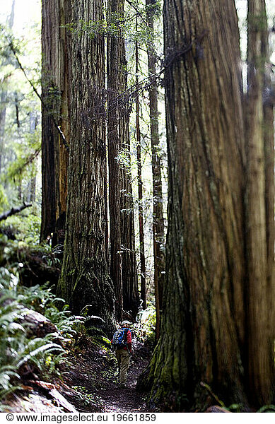 Redwood National Park  California. A hiker follows a trail amongst the giant trees.