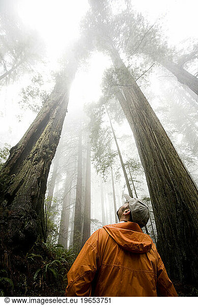 Redwood National Park  California. A hiker peers up at the some of the tallest trees in the world.