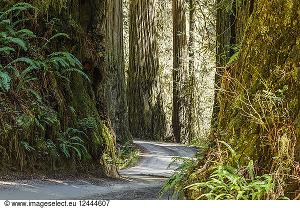 Redwood trees and trail  Jedediah Smith Redwoods State Park  Crescent City  California  United States of America