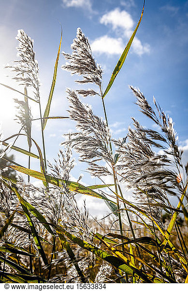 Reed against blue sky