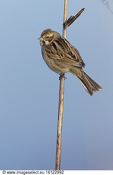 Reed Bunting (Emberiza schoeniclus)  adult female in winter plumage perched on a reed  Lazio  Italy