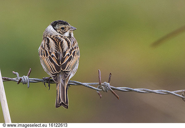 Reed Bunting (Emberiza schoeniclus)  adult male in winter plumage seen from back  Campania  Italy