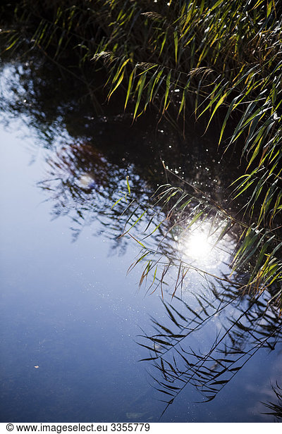 Reed spiegelt sich in der Oberfläche des Wassers  Schweden.