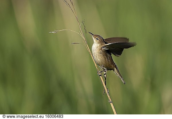 Reed Warbler-Acrocephalus scirpaceus collects material to build nest. Spring.